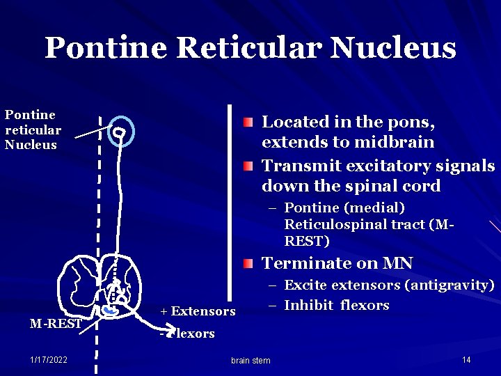 Pontine Reticular Nucleus Pontine reticular Nucleus Located in the pons, extends to midbrain Transmit