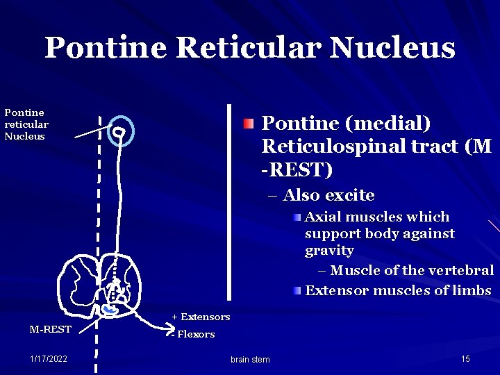 Pontine Reticular Nucleus Pontine reticular Nucleus Pontine (medial) Reticulospinal tract (M -REST) – Also