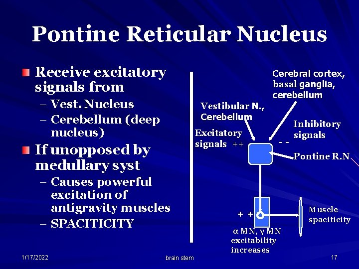 Pontine Reticular Nucleus Receive excitatory signals from – Vest. Nucleus – Cerebellum (deep nucleus)