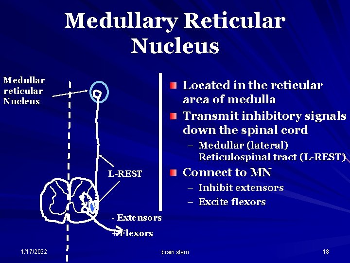 Medullary Reticular Nucleus Medullar reticular Nucleus Located in the reticular area of medulla Transmit