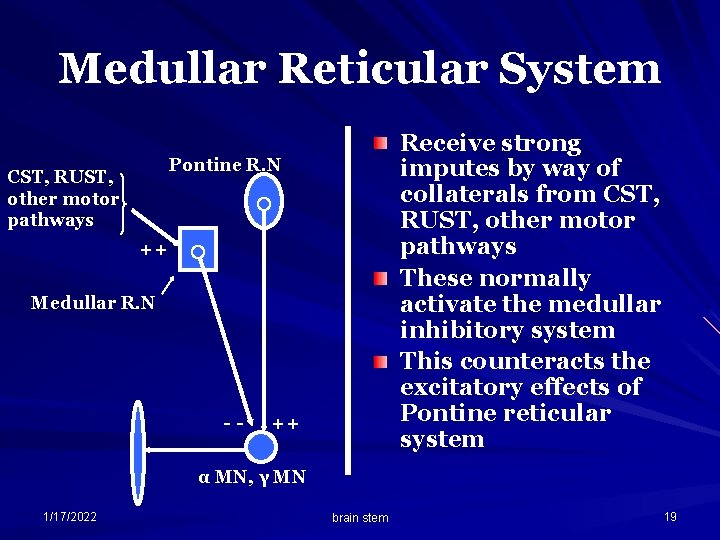 Medullar Reticular System Receive strong imputes by way of collaterals from CST, RUST, other