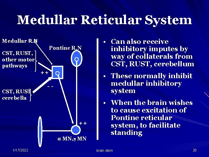Medullar Reticular System Medullar R. N Pontine R. N CST, RUST, other motor pathways