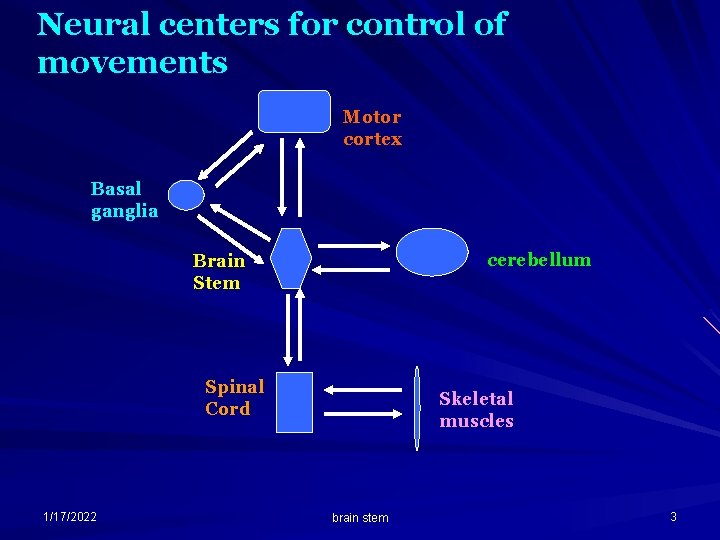 Neural centers for control of movements Motor cortex Basal ganglia cerebellum Brain Stem Spinal