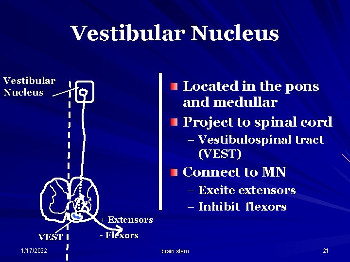 Vestibular Nucleus Located in the pons and medullar Project to spinal cord – Vestibulospinal