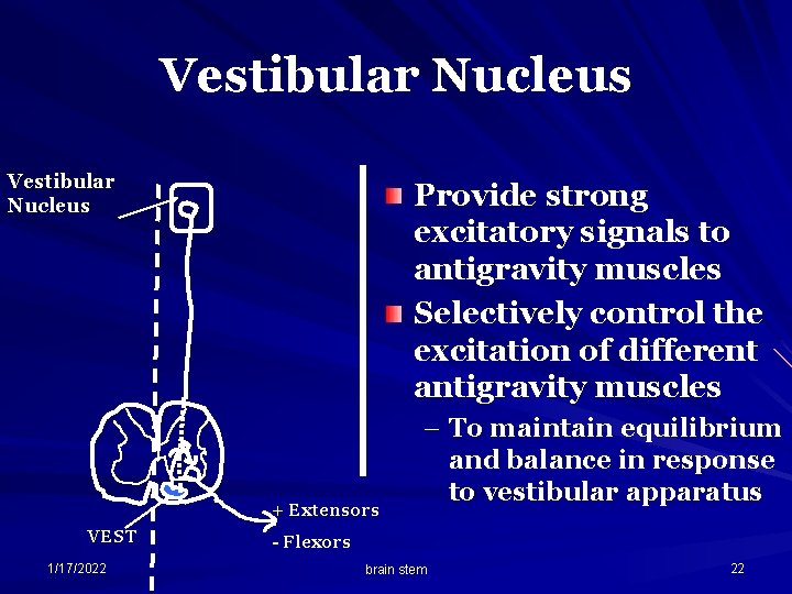 Vestibular Nucleus Provide strong excitatory signals to antigravity muscles Selectively control the excitation of