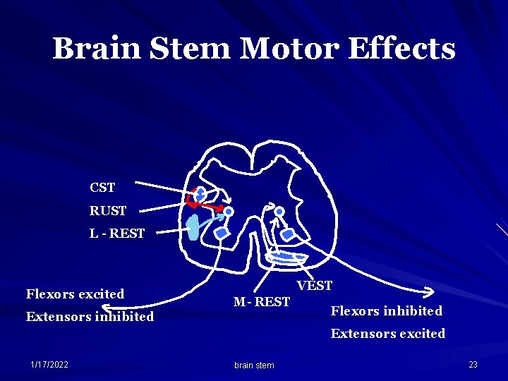 Brain Stem Motor Effects CST RUST L - REST Flexors excited VEST M- REST