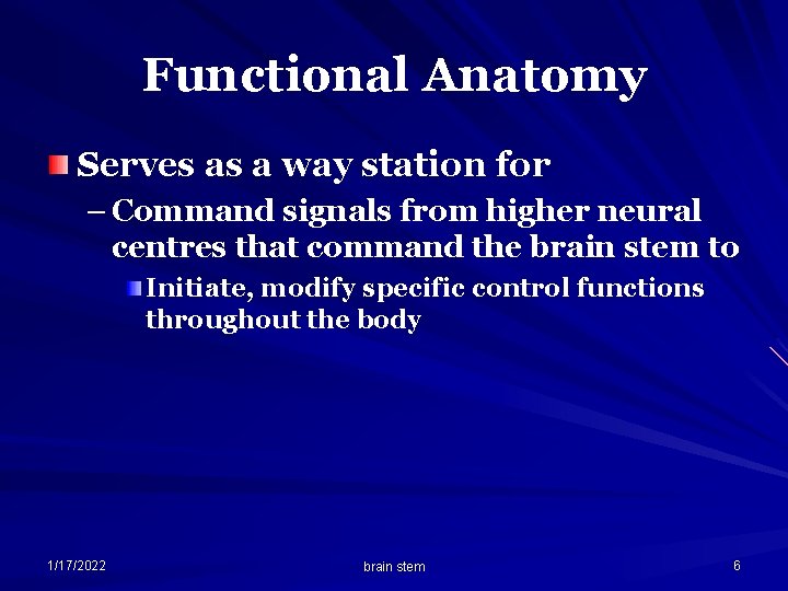 Functional Anatomy Serves as a way station for – Command signals from higher neural