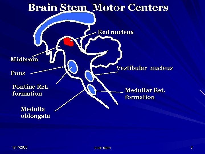 Brain Stem Motor Centers Red nucleus Midbrain Vestibular nucleus Pontine Ret. formation Medullar Ret.