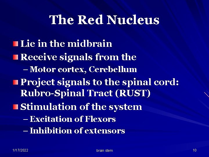 The Red Nucleus Lie in the midbrain Receive signals from the – Motor cortex,