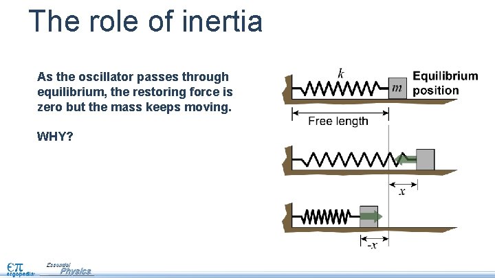 The role of inertia As the oscillator passes through When the equilibrium, the restoring