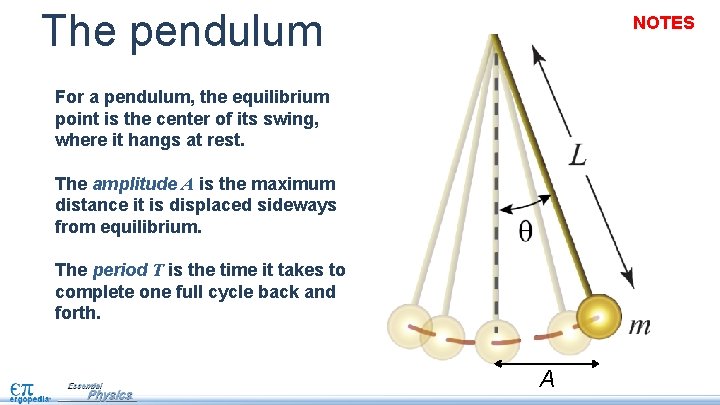 The pendulum NOTES For a pendulum, the equilibrium point is the center of its