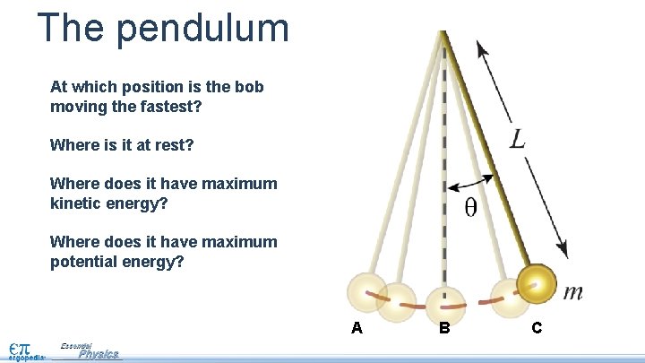 The pendulum At which position is the bob moving the fastest? Where is it
