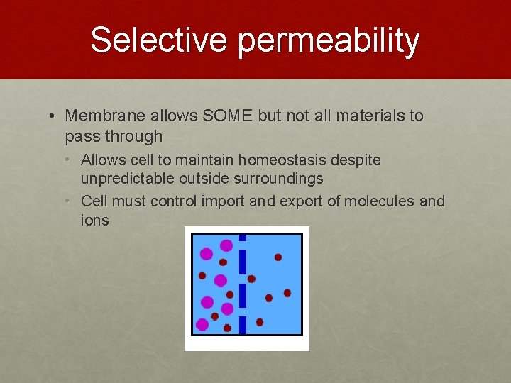 Selective permeability • Membrane allows SOME but not all materials to pass through • Selective permeability • Membrane allows SOME but not all materials to pass through •
