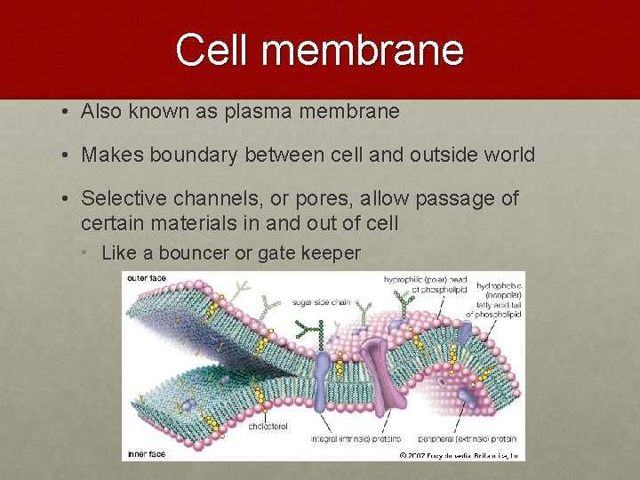 Cell membrane • Also known as plasma membrane • Makes boundary between cell and Cell membrane • Also known as plasma membrane • Makes boundary between cell and