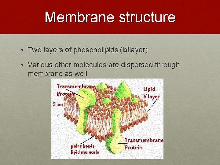 Membrane structure • Two layers of phospholipids (bilayer) • Various other molecules are dispersed Membrane structure • Two layers of phospholipids (bilayer) • Various other molecules are dispersed