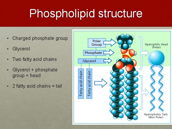 Phospholipid structure • Charged phosphate group • Glycerol • Two fatty acid chains • Phospholipid structure • Charged phosphate group • Glycerol • Two fatty acid chains •