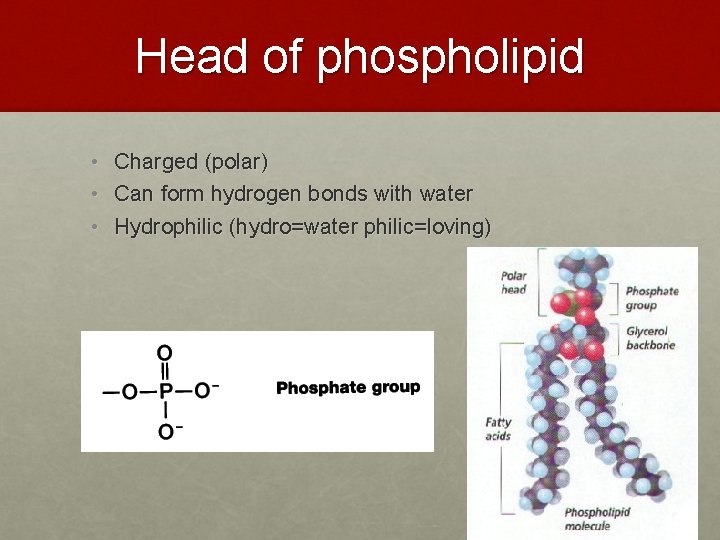 Head of phospholipid • Charged (polar) • Can form hydrogen bonds with water • Head of phospholipid • Charged (polar) • Can form hydrogen bonds with water •