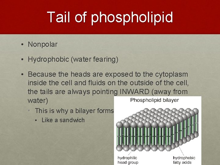 Tail of phospholipid • Nonpolar • Hydrophobic (water fearing) • Because the heads are Tail of phospholipid • Nonpolar • Hydrophobic (water fearing) • Because the heads are