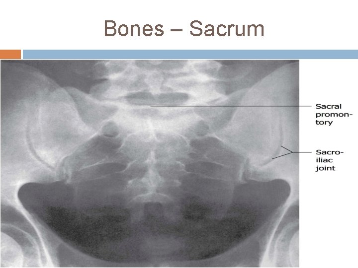 Bones – Sacrum 