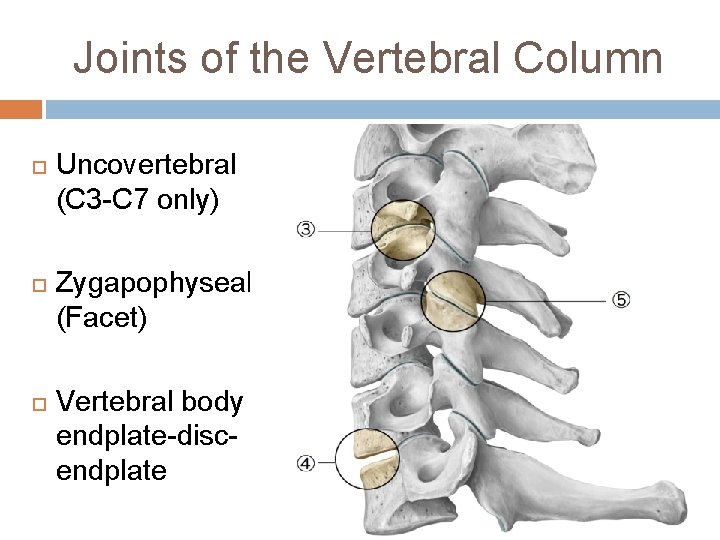 Joints of the Vertebral Column Uncovertebral (C 3 -C 7 only) Zygapophyseal (Facet) Vertebral