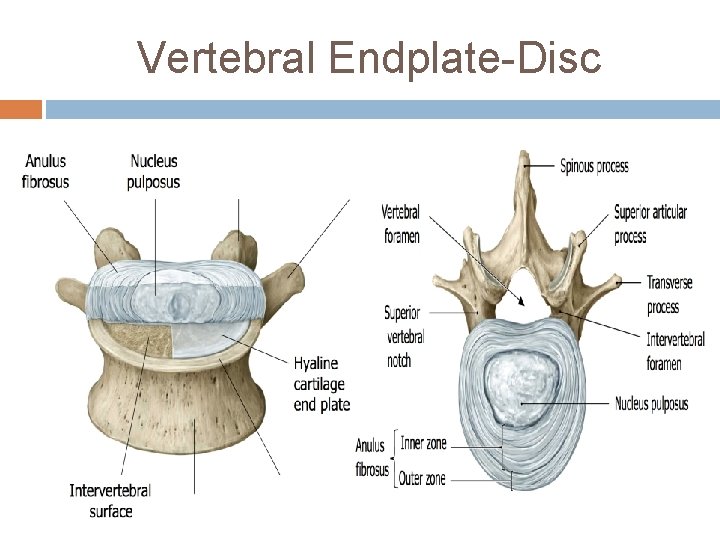 Vertebral Endplate-Disc 