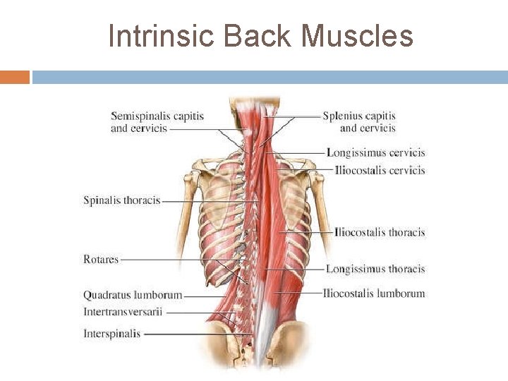 Intrinsic Back Muscles 