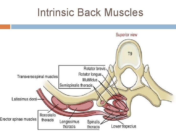 Intrinsic Back Muscles 