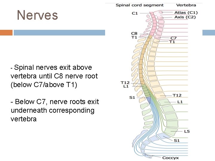 Nerves - Spinal nerves exit above vertebra until C 8 nerve root (below C