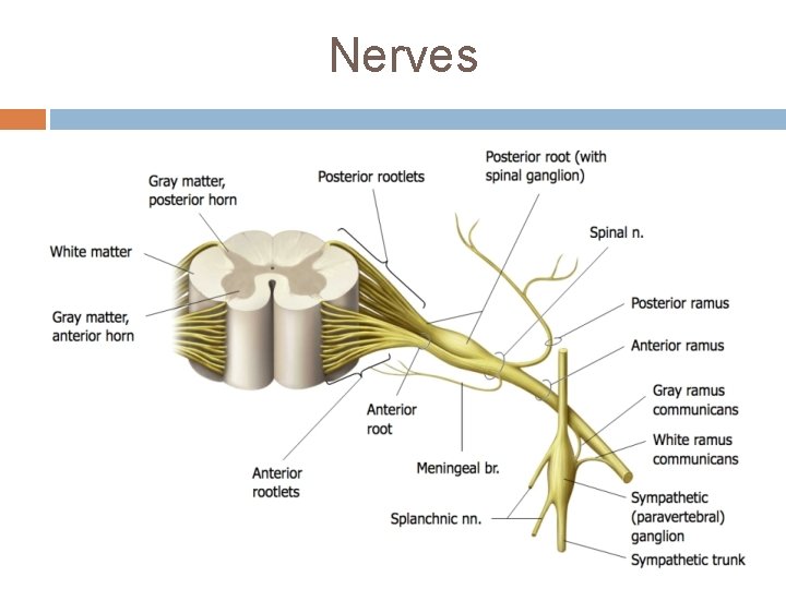 Nerves 
