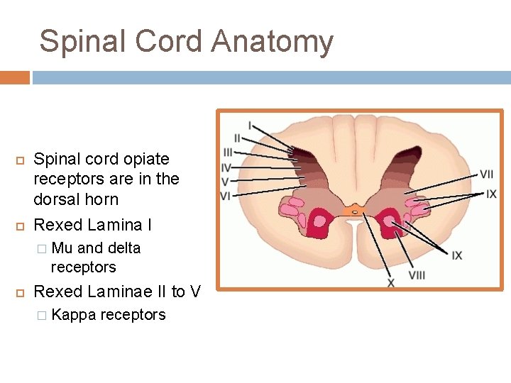 Spinal Cord Anatomy Spinal cord opiate receptors are in the dorsal horn Rexed Lamina