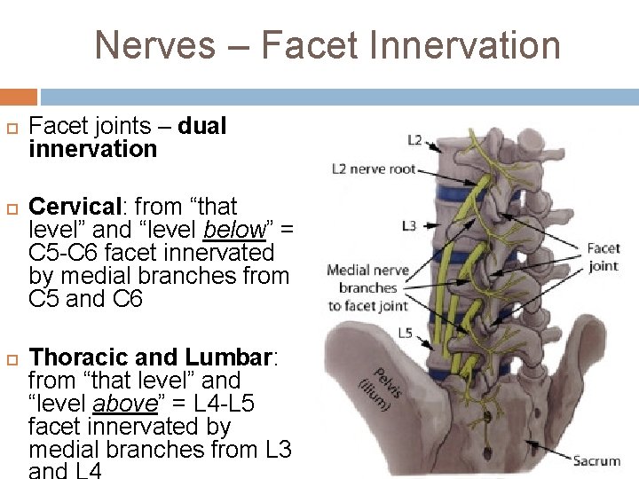 Nerves – Facet Innervation Facet joints – dual innervation Cervical: from “that level” and