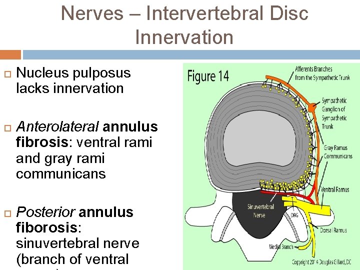 Nerves – Intervertebral Disc Innervation Nucleus pulposus lacks innervation Anterolateral annulus fibrosis: ventral rami