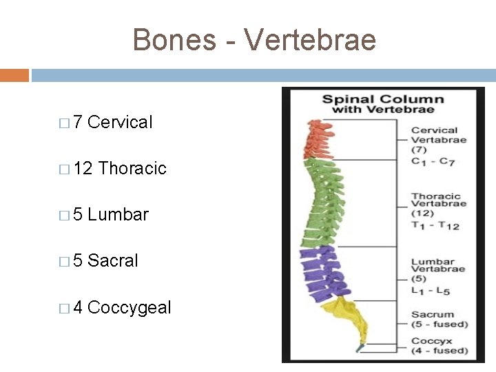 Bones - Vertebrae � 7 Cervical � 12 Thoracic � 5 Lumbar � 5