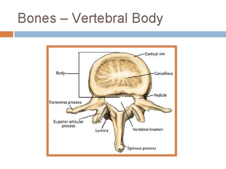 Bones – Vertebral Body 