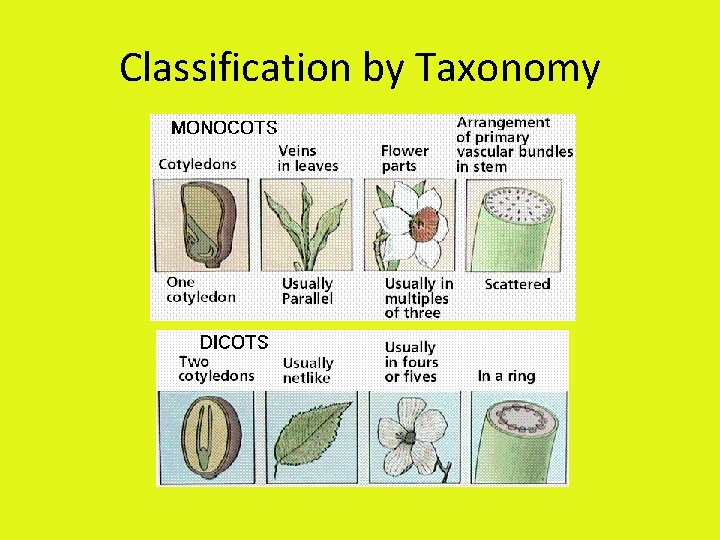 Classification by Taxonomy 