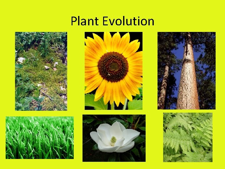 Plant Evolution 