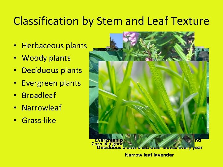 Classification by Stem and Leaf Texture • • Herbaceous plants Woody plants Deciduous plants