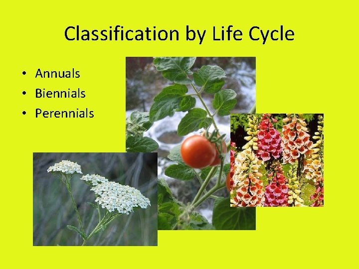 Classification by Life Cycle • Annuals • Biennials • Perennials 