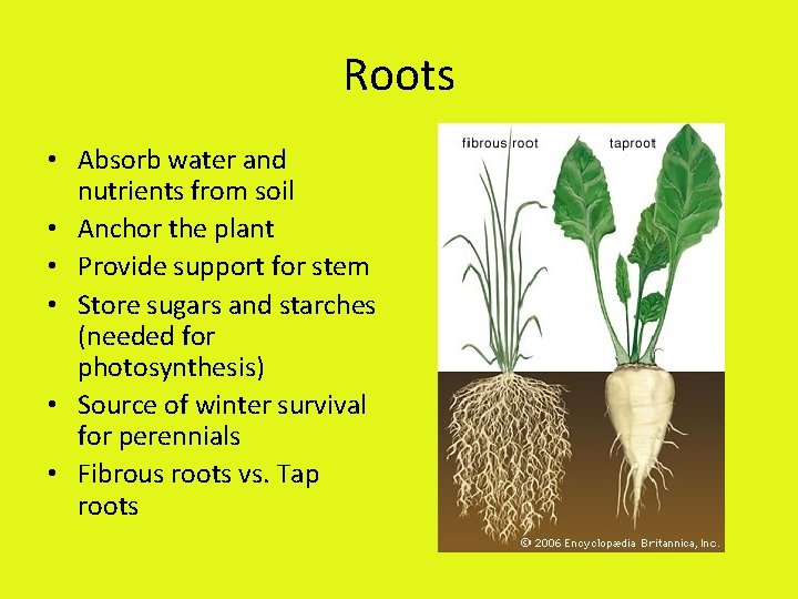 Roots • Absorb water and nutrients from soil • Anchor the plant • Provide