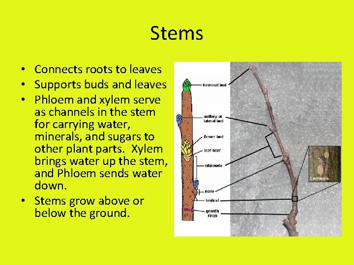 Stems • Connects roots to leaves • Supports buds and leaves • Phloem and