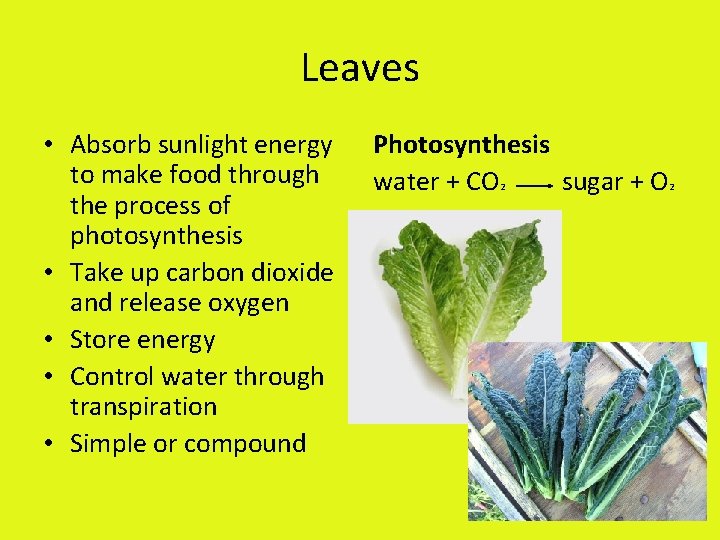 Leaves • Absorb sunlight energy to make food through the process of photosynthesis •
