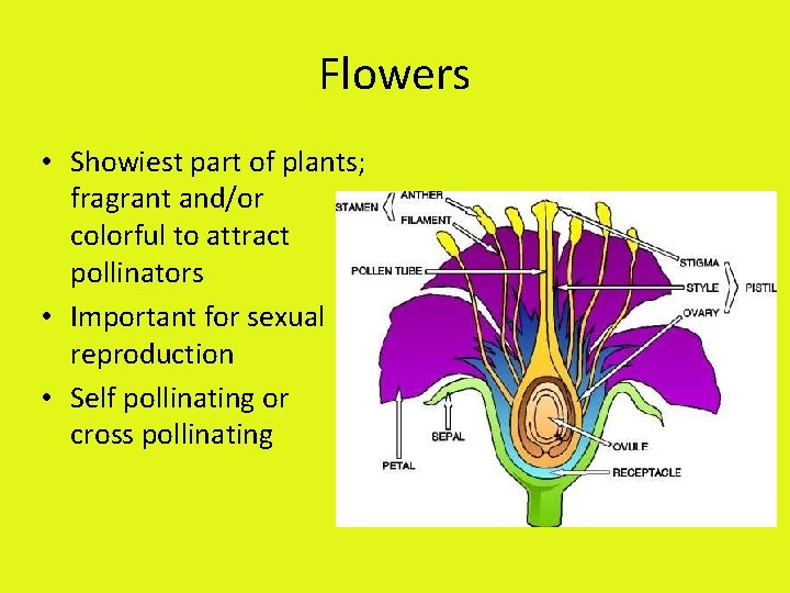 Flowers • Showiest part of plants; fragrant and/or colorful to attract pollinators • Important