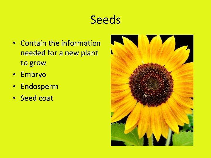 Seeds • Contain the information needed for a new plant to grow • Embryo