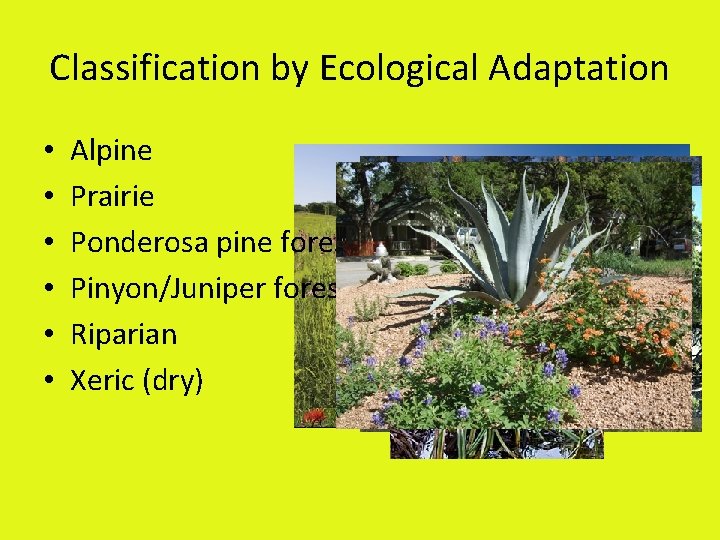 Classification by Ecological Adaptation • • • Alpine Prairie Ponderosa pine forest Pinyon/Juniper forest