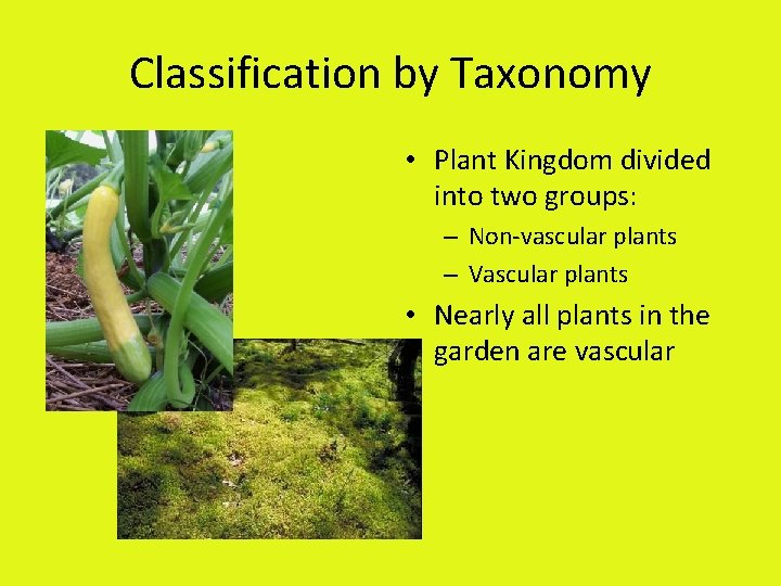 Classification by Taxonomy • Plant Kingdom divided into two groups: – Non-vascular plants –