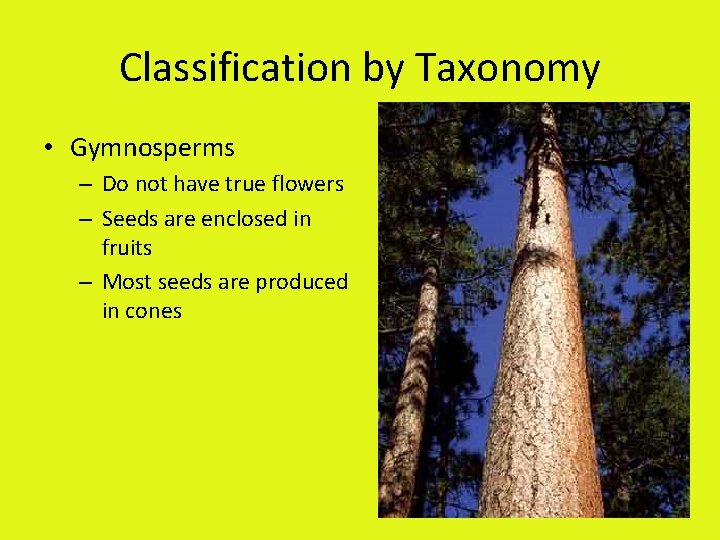 Classification by Taxonomy • Gymnosperms – Do not have true flowers – Seeds are