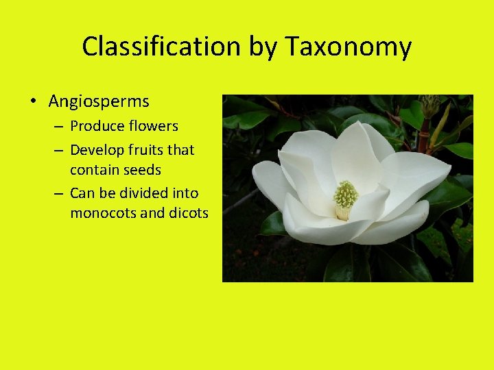 Classification by Taxonomy • Angiosperms – Produce flowers – Develop fruits that contain seeds