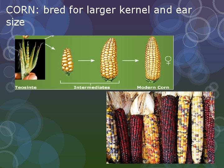 CORN: bred for larger kernel and ear size 