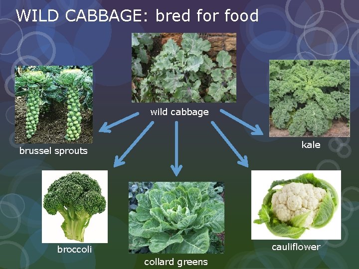 WILD CABBAGE: bred for food wild cabbage kale brussel sprouts cauliflower broccoli collard greens