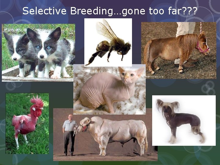 Selective Breeding…gone too far? ? ? 